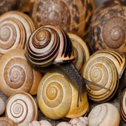 Coupon ???? Doff Slugs Be Gone Slug Snail Defence Gel 1 Litre F-WV-A00-DOF-03 ???? -Silverline Shop unnamed file 789