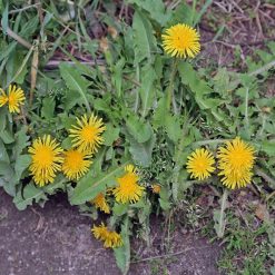 Best Pirce ???? Doff SUPERFAST Weedkiller 24-7 RTU Weed Killer Spray 1 Litre F-FU-A00-DOF-04 ???? -Silverline Shop unnamed file 810