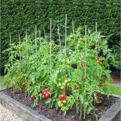 Cheapest ???? Doff Tomato Feed Liquid Concentrated Plant Food 1 Litre Makes 300 Litres ???? -Silverline Shop unnamed file 822