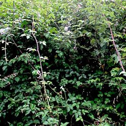 Best reviews of ???? Doff Tree Stump And Tough Weed Killer 2 Sachets F-FG-002-DOF ???? -Silverline Shop unnamed file 845