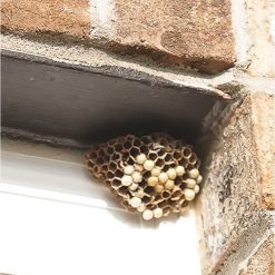 New ???? Doff Wasp Nest Killer Powder 300g F-BO-300-DOF ⭐ -Silverline Shop unnamed file 853