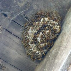 New ???? Doff Wasp Nest Killer Powder 300g F-BO-300-DOF ⭐ -Silverline Shop unnamed file 854