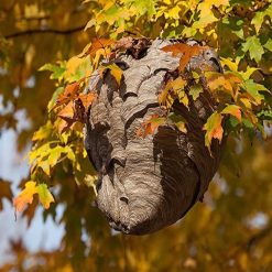 New ???? Doff Wasp Nest Killer Powder 300g F-BO-300-DOF ⭐ -Silverline Shop unnamed file 855