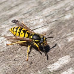 New ???? Doff Wasp Nest Killer Powder 300g F-BO-300-DOF ⭐ -Silverline Shop unnamed file 856