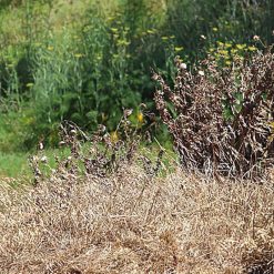 Coupon ✨ Doff Weedout Extra Tough Weedkiller RTU Spray Weed Killer 1 Litre F-FQ-A00-DOF ❤️ -Silverline Shop unnamed file 865