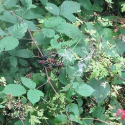 Coupon ⌛ Doff WeedOut Weed Killer Extra Tough Concentrate 3 Litre Spray F-FQ-C00-DOF ???? -Silverline Shop unnamed file 875