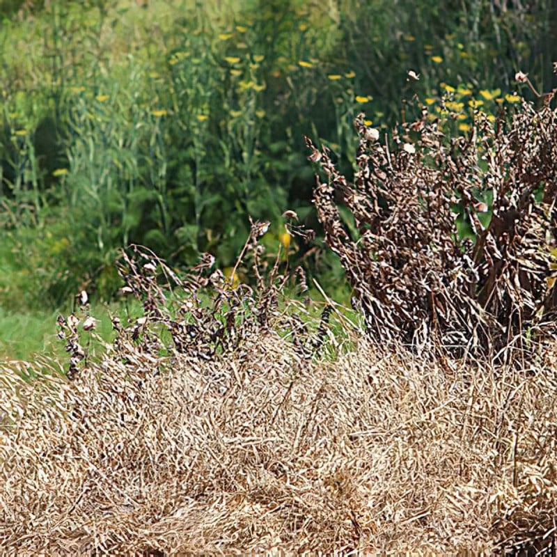 Promo ???? Doff WeedOut Weedkiller Extra Tough Concentrate Weed Killer 1 Litre F-FC-A00-DOF ???? 10 Promo ???? Doff WeedOut Weedkiller Extra Tough Concentrate Weed Killer 1 Litre F-FC-A00-DOF ???? - Image 8