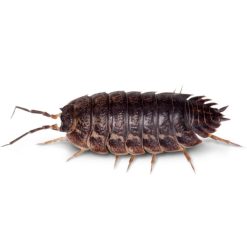 Hot Sale ???? Doff Woodlice Carpet Moth Beetle Crawling Insect Killer Powder 300g ???? -Silverline Shop unnamed file 909