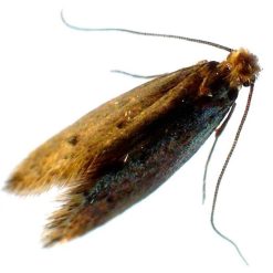 Hot Sale ???? Doff Woodlice Carpet Moth Beetle Crawling Insect Killer Powder 300g ???? -Silverline Shop unnamed file 914