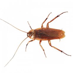 Hot Sale ???? Doff Woodlice Carpet Moth Beetle Crawling Insect Killer Powder 300g ???? -Silverline Shop unnamed file 915