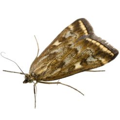 Hot Sale ???? Doff Woodlice Carpet Moth Beetle Crawling Insect Killer Powder 300g ???? -Silverline Shop unnamed file 916