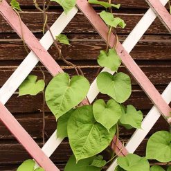 Best Sale ⭐ Kingfisher Garden Plant Expanding Wooden Trellis TRELLIS2 6ft X 2ft ❤️ -Silverline Shop unnamed file 969